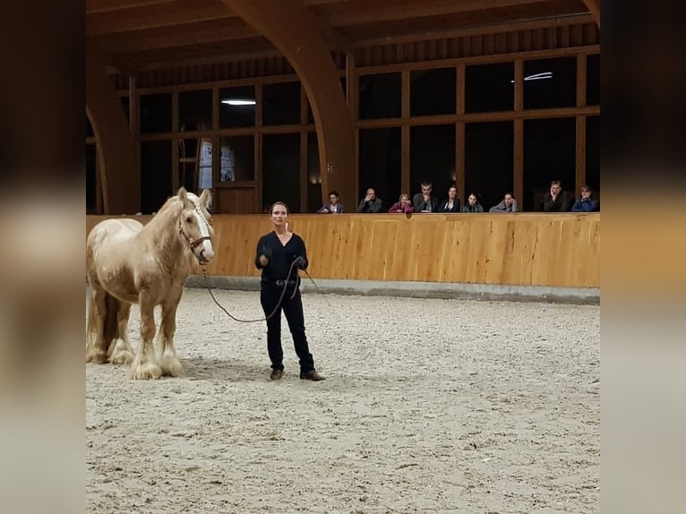 Cob Irlandese / Tinker / Gypsy Vanner Stallone 12 Anni 150 cm Palomino in Seeburg