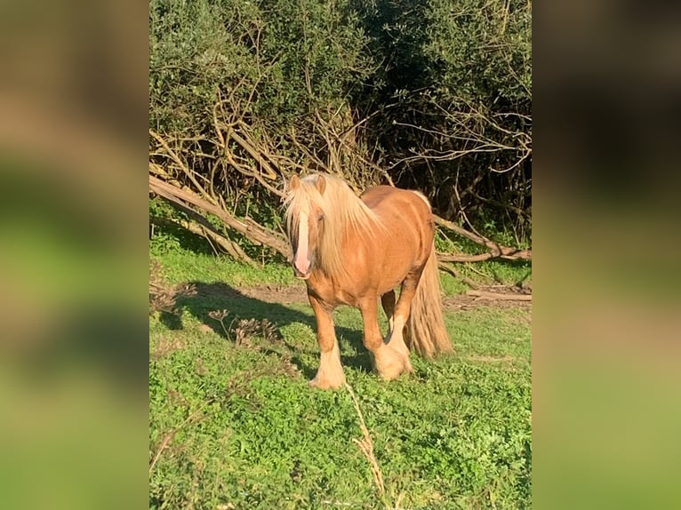 Cob Irlandese / Tinker / Gypsy Vanner Stallone 12 Anni 150 cm Palomino in Seeburg