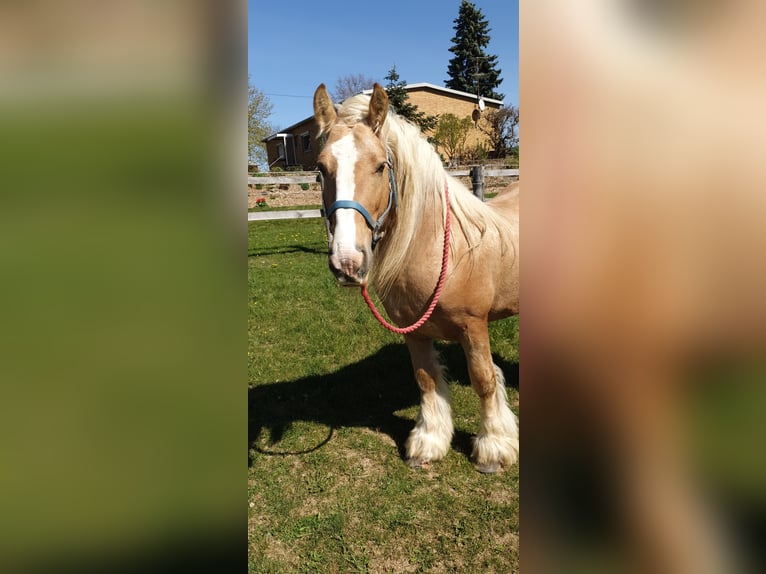 Cob Irlandese / Tinker / Gypsy Vanner Stallone 12 Anni 150 cm Palomino in Seeburg