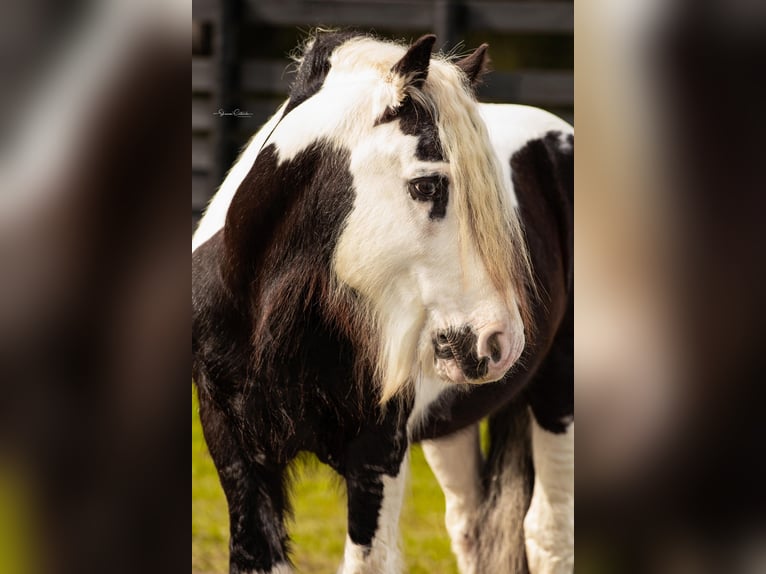 Cob Irlandese / Tinker / Gypsy Vanner Stallone 13 Anni 145 cm Tobiano-tutti i colori in Ocala FL