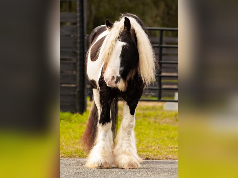 Cob Irlandese / Tinker / Gypsy Vanner Stallone 13 Anni 145 cm Tobiano-tutti i colori in Ocala FL