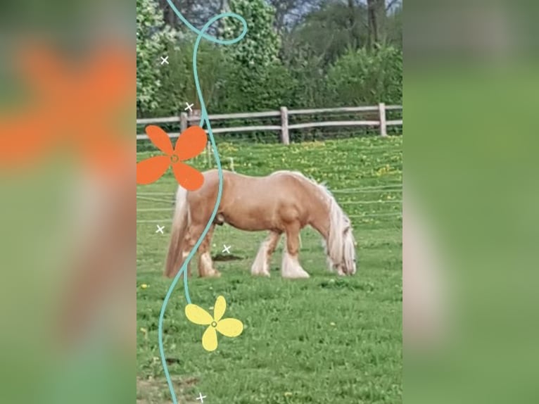 Cob Irlandese / Tinker / Gypsy Vanner Stallone 13 Anni 150 cm Palomino in Seeburg