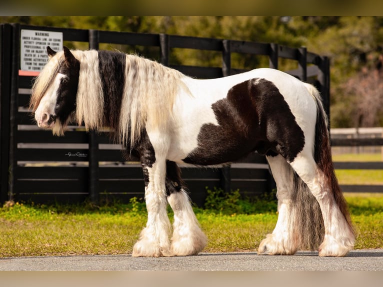 Cob Irlandese / Tinker / Gypsy Vanner Stallone 14 Anni 145 cm in Ocala FL