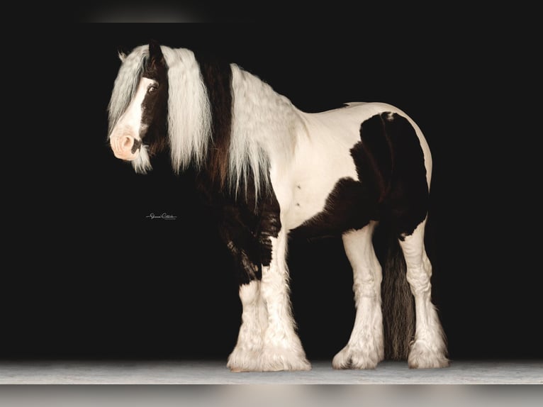 Cob Irlandese / Tinker / Gypsy Vanner Stallone 14 Anni 145 cm in Ocala FL