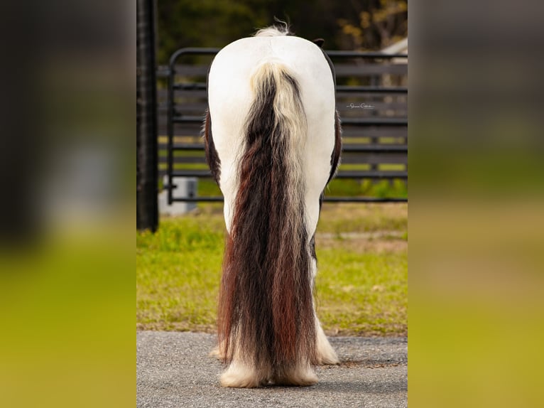 Cob Irlandese / Tinker / Gypsy Vanner Stallone 14 Anni 145 cm in Ocala FL