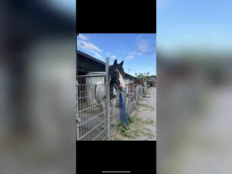 Cob Irlandese / Tinker / Gypsy Vanner Stallone 17 Anni 154 cm Pezzato in Wurmberg