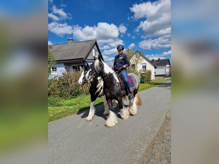 Cob Irlandese / Tinker / Gypsy Vanner Stallone 18 Anni 155 cm Tobiano-tutti i colori in Burgwald