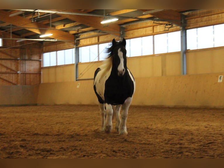 Cob Irlandese / Tinker / Gypsy Vanner Stallone 18 Anni 155 cm Tobiano-tutti i colori in Burgwald