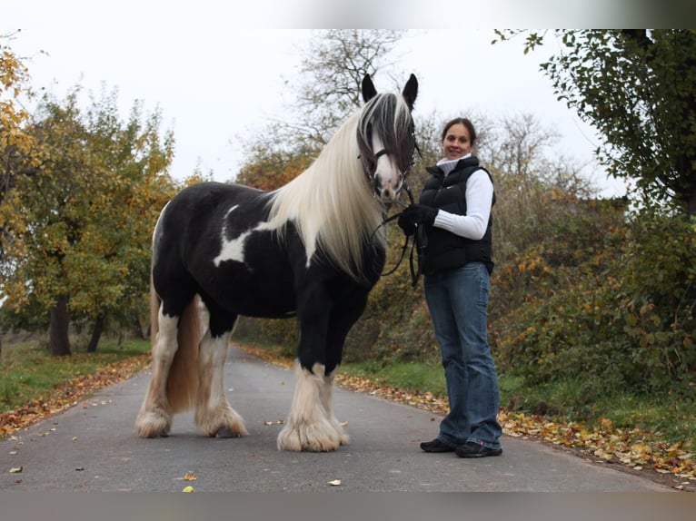 Cob Irlandese / Tinker / Gypsy Vanner Stallone 18 Anni 155 cm Tobiano-tutti i colori in Burgwald