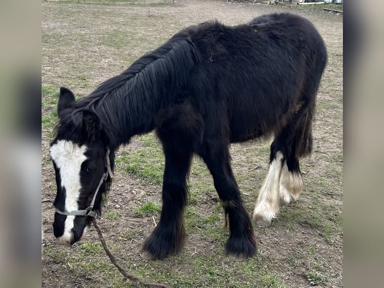 Cob Irlandese / Tinker / Gypsy Vanner Stallone 1 Anno 120 cm Morello in Athenstedt