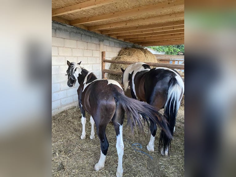 Cob Irlandese / Tinker / Gypsy Vanner Mix Stallone 1 Anno 120 cm Pezzato in Tetovo