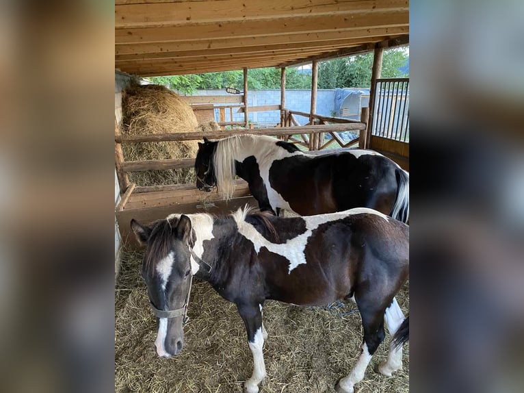 Cob Irlandese / Tinker / Gypsy Vanner Mix Stallone 1 Anno 120 cm Pezzato in Tetovo