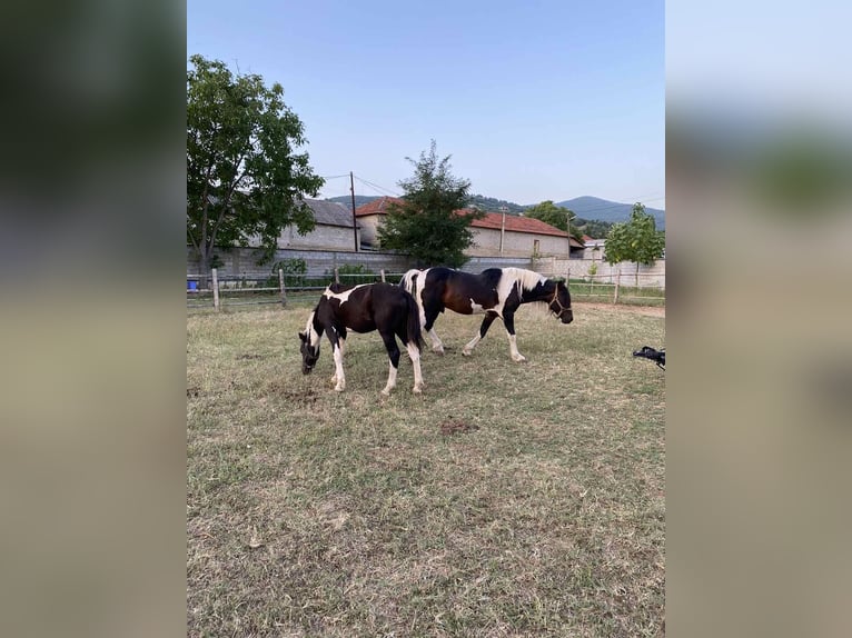 Cob Irlandese / Tinker / Gypsy Vanner Mix Stallone 1 Anno 120 cm Pezzato in Tetovo