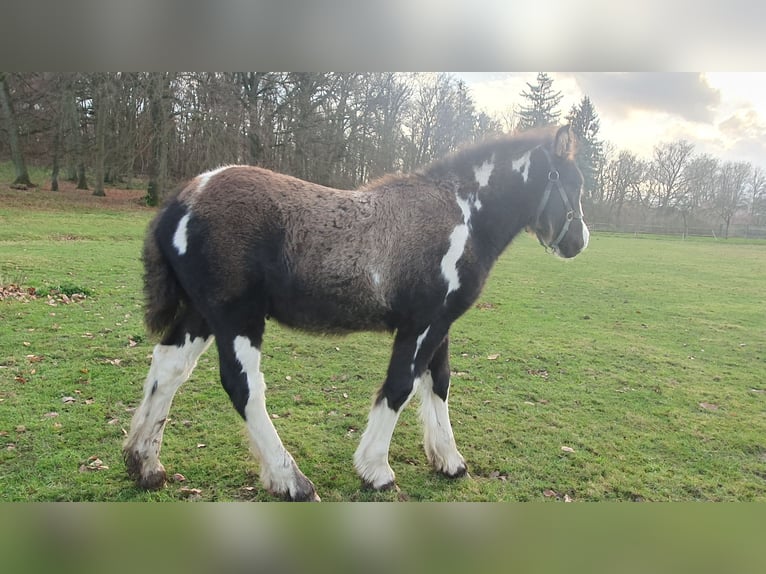 Cob Irlandese / Tinker / Gypsy Vanner Stallone 1 Anno 130 cm in Tangeln