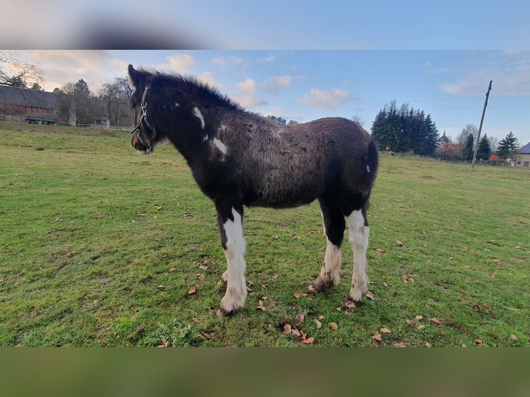 Cob Irlandese / Tinker / Gypsy Vanner Stallone 1 Anno 130 cm in Tangeln