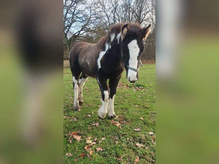 Cob Irlandese / Tinker / Gypsy Vanner Stallone 1 Anno 130 cm in Tangeln