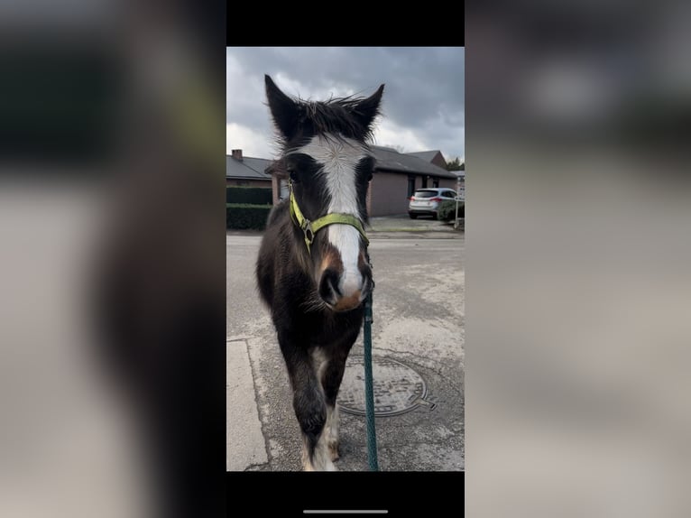 Cob Irlandese / Tinker / Gypsy Vanner Stallone 1 Anno 140 cm Baio in Rue du pinson