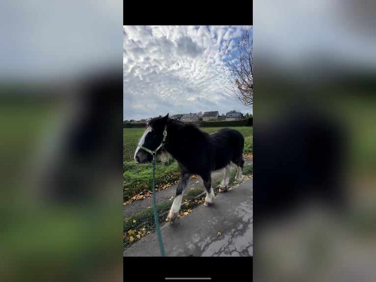 Cob Irlandese / Tinker / Gypsy Vanner Stallone 1 Anno 140 cm Baio in Rue du pinson