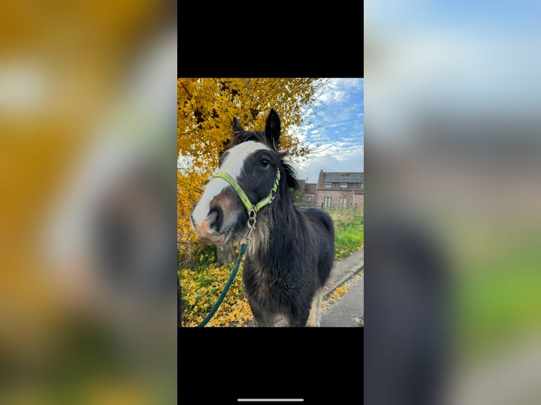 Cob Irlandese / Tinker / Gypsy Vanner Stallone 1 Anno 140 cm Baio in Rue du pinson