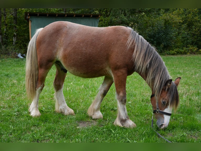 Cob Irlandese / Tinker / Gypsy Vanner Stallone 1 Anno 140 cm in Bad Berleburg