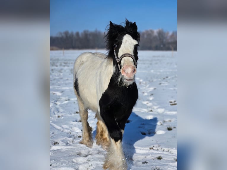 Cob Irlandese / Tinker / Gypsy Vanner Stallone 1 Anno 140 cm Pezzato in Buk