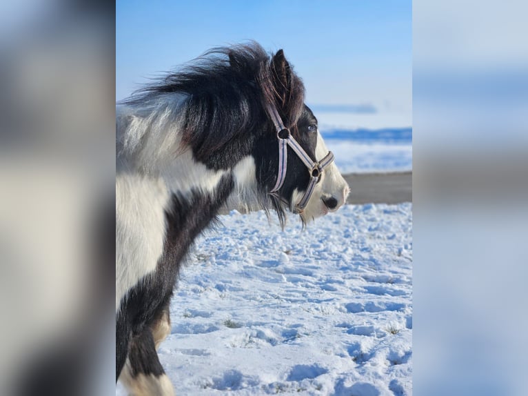 Cob Irlandese / Tinker / Gypsy Vanner Stallone 1 Anno 140 cm Pezzato in Buk