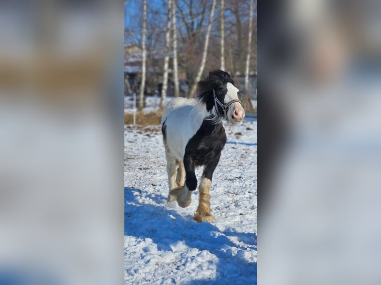 Cob Irlandese / Tinker / Gypsy Vanner Stallone 1 Anno 140 cm Pezzato in Buk