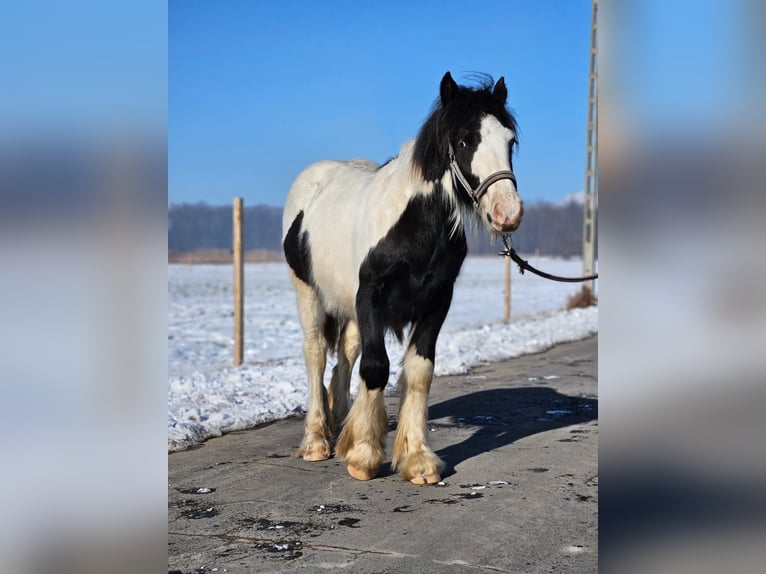 Cob Irlandese / Tinker / Gypsy Vanner Stallone 1 Anno 140 cm Pezzato in Buk