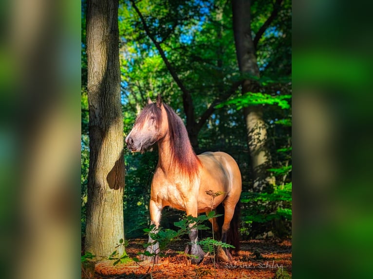 Cob Irlandese / Tinker / Gypsy Vanner Stallone 1 Anno 140 cm Pezzato in Rohrberg