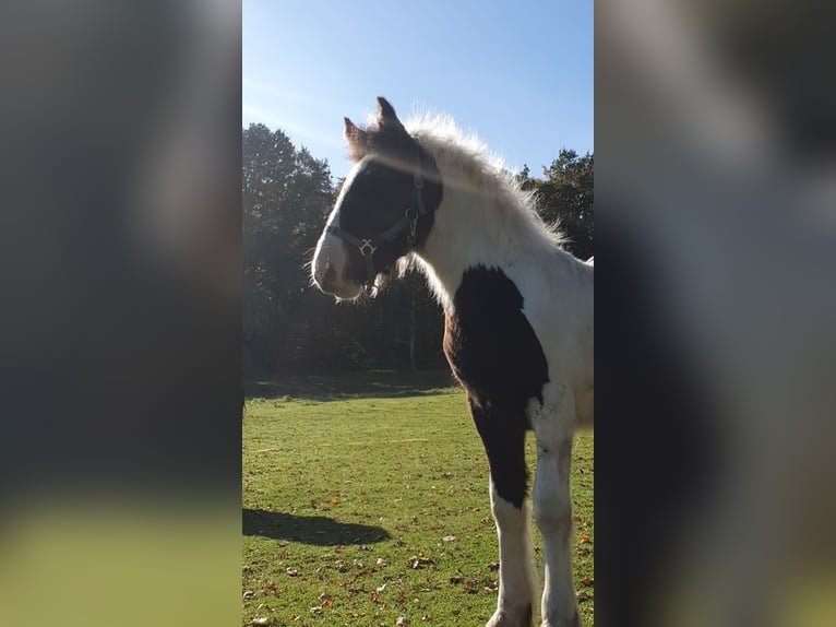 Cob Irlandese / Tinker / Gypsy Vanner Stallone 1 Anno 140 cm Pezzato in Rohrberg