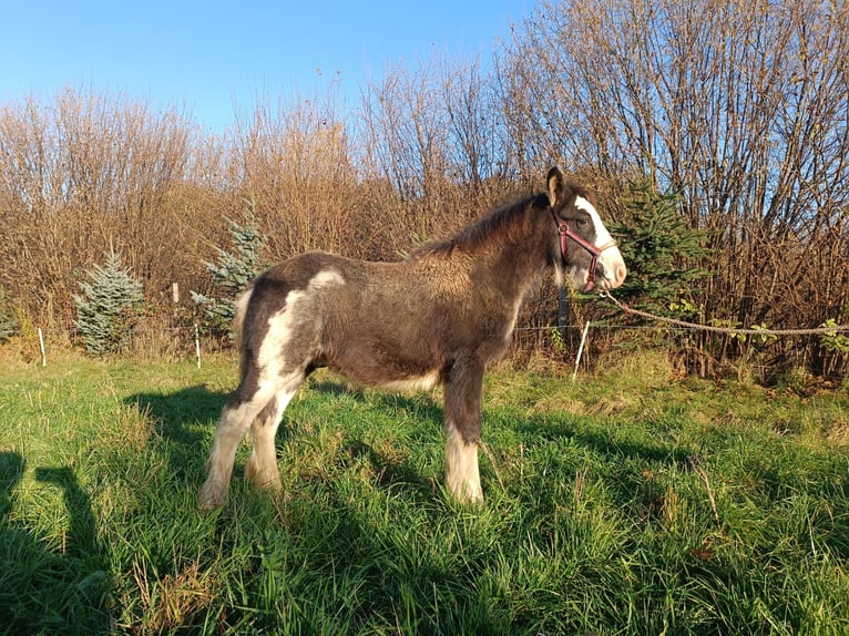 Cob Irlandese / Tinker / Gypsy Vanner Stallone 1 Anno 143 cm Grigio ferro in Liszki