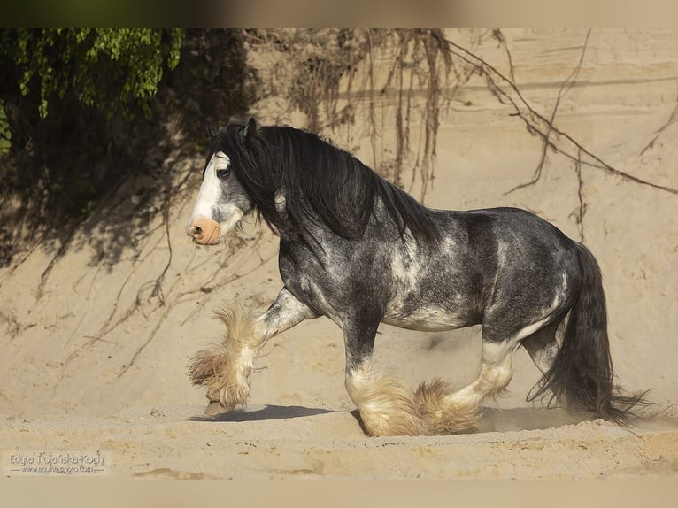 Cob Irlandese / Tinker / Gypsy Vanner Stallone 1 Anno 143 cm Grigio ferro in Liszki