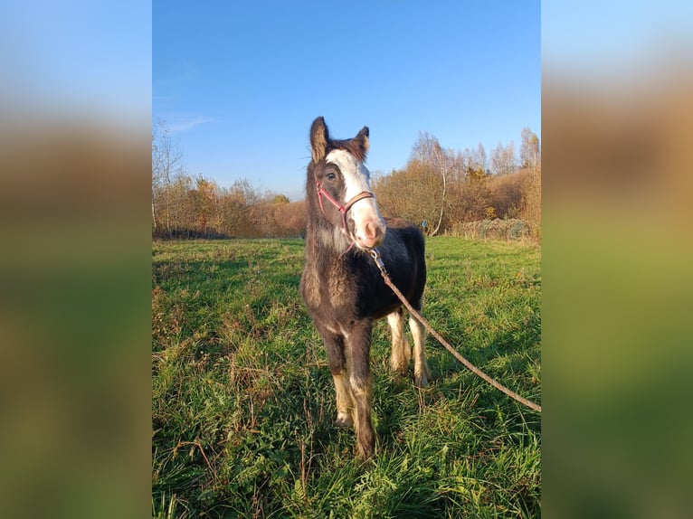 Cob Irlandese / Tinker / Gypsy Vanner Stallone 1 Anno 143 cm Grigio ferro in Liszki