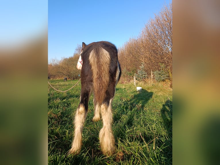 Cob Irlandese / Tinker / Gypsy Vanner Stallone 1 Anno 143 cm Grigio ferro in Liszki