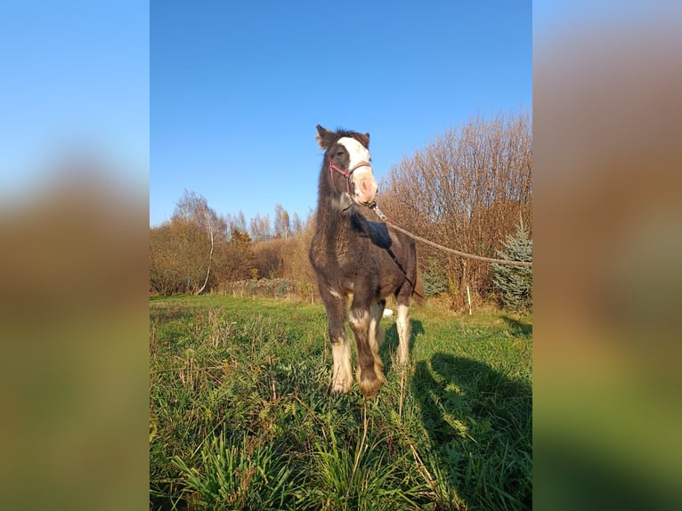 Cob Irlandese / Tinker / Gypsy Vanner Stallone 1 Anno 143 cm Grigio ferro in Liszki