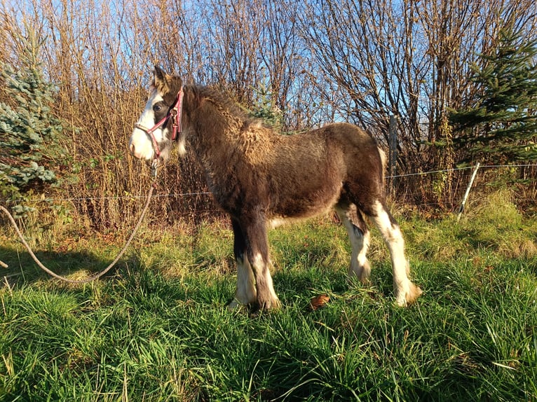 Cob Irlandese / Tinker / Gypsy Vanner Stallone 1 Anno 143 cm Grigio ferro in Liszki