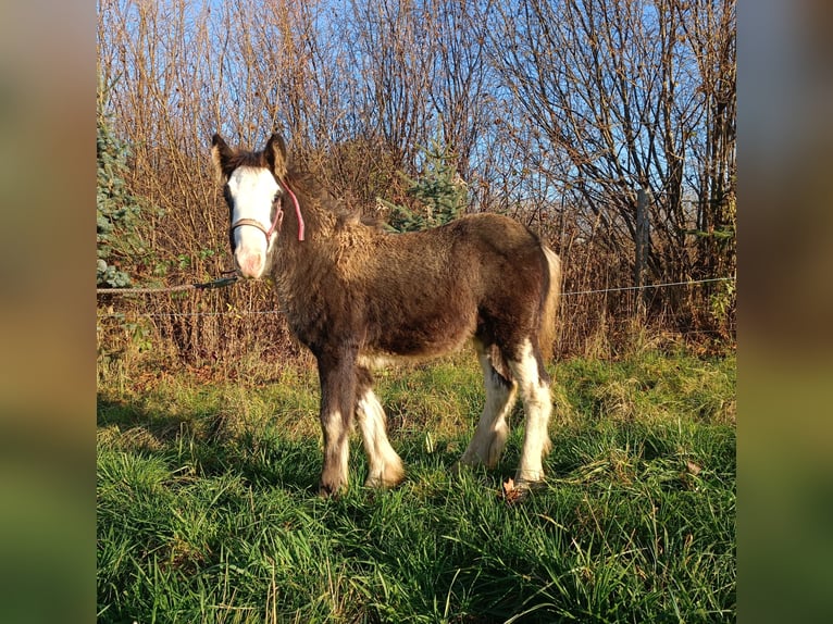 Cob Irlandese / Tinker / Gypsy Vanner Stallone 1 Anno 143 cm Grigio ferro in Liszki