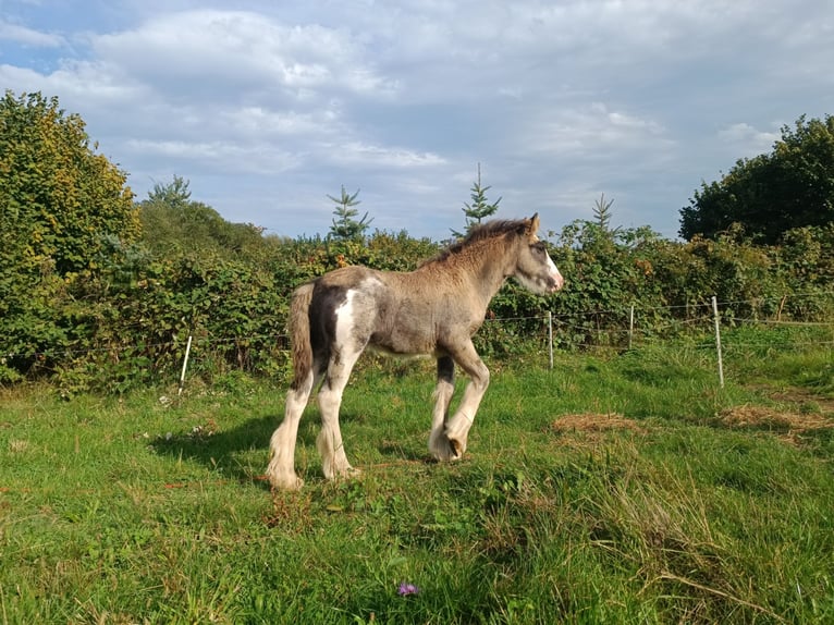 Cob Irlandese / Tinker / Gypsy Vanner Stallone 1 Anno 143 cm Grigio ferro in Liszki