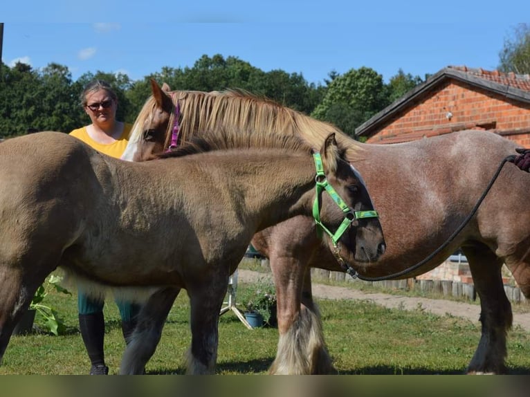 Cob Irlandese / Tinker / Gypsy Vanner Stallone 1 Anno 145 cm Falbo in Wittstock/Dosse