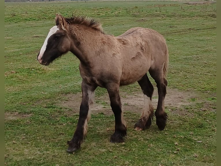 Cob Irlandese / Tinker / Gypsy Vanner Stallone 1 Anno 145 cm Falbo in Wittstock/Dosse