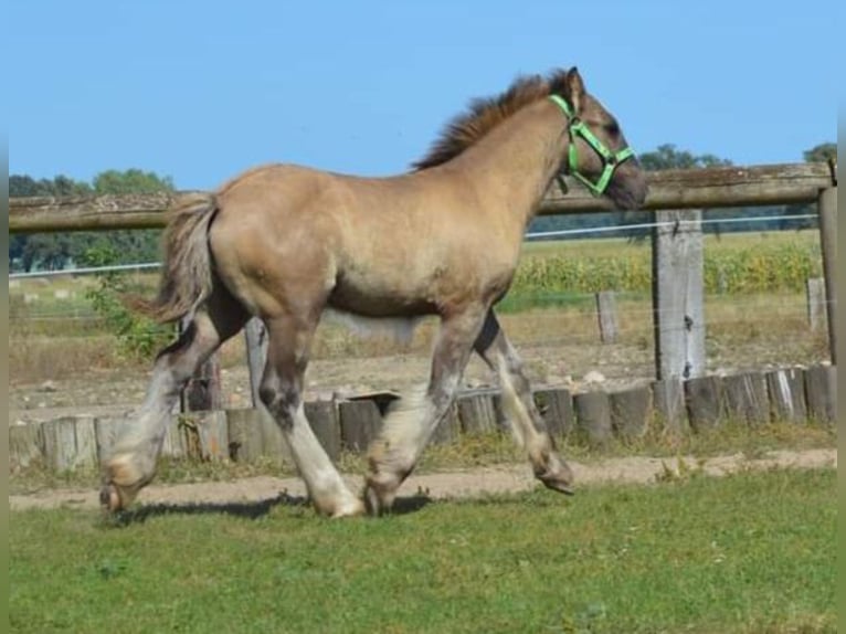 Cob Irlandese / Tinker / Gypsy Vanner Stallone 1 Anno 145 cm Falbo in Wittstock/Dosse