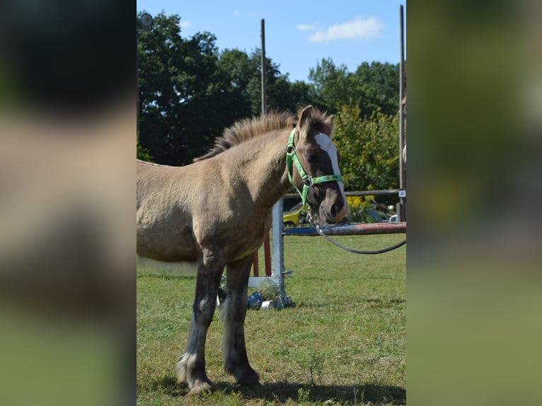 Cob Irlandese / Tinker / Gypsy Vanner Stallone 1 Anno 145 cm Falbo in Wittstock/Dosse