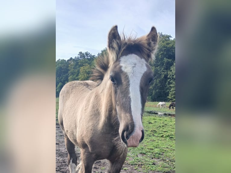 Cob Irlandese / Tinker / Gypsy Vanner Stallone 1 Anno 145 cm Falbo in Wittstock/Dosse