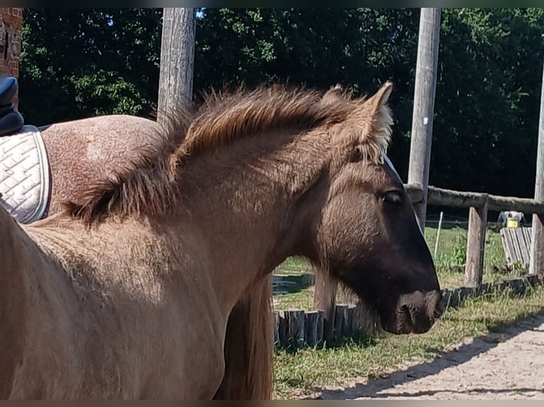 Cob Irlandese / Tinker / Gypsy Vanner Stallone 1 Anno 145 cm Falbo in Wittstock/Dosse