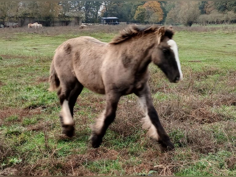 Cob Irlandese / Tinker / Gypsy Vanner Stallone 1 Anno 145 cm Falbo in Wittstock/Dosse