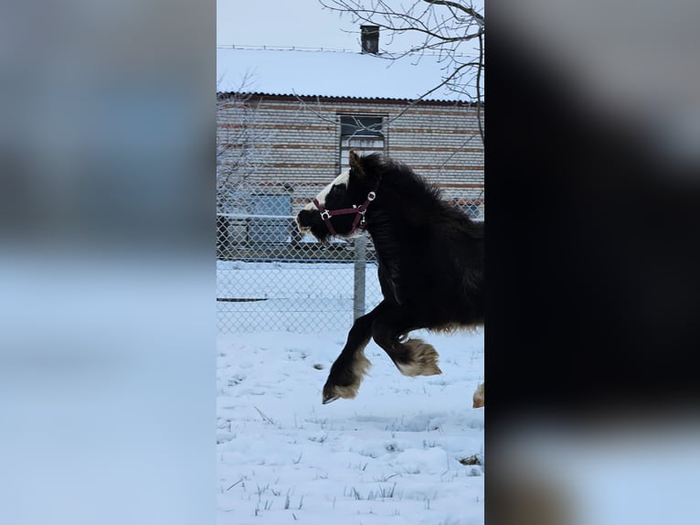 Cob Irlandese / Tinker / Gypsy Vanner Stallone 1 Anno 145 cm Morello in Buk