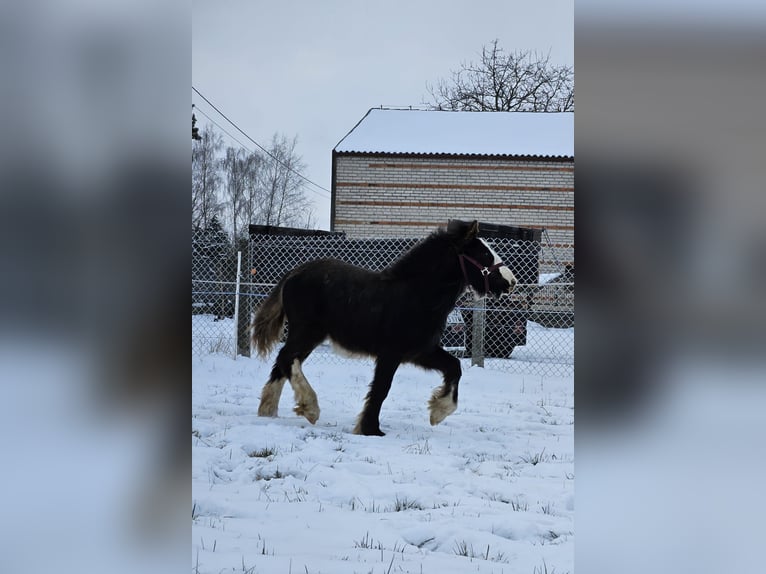 Cob Irlandese / Tinker / Gypsy Vanner Stallone 1 Anno 145 cm Morello in Buk