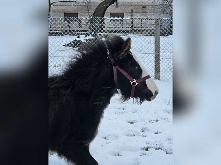 Cob Irlandese / Tinker / Gypsy Vanner Stallone 1 Anno 145 cm Morello in Buk