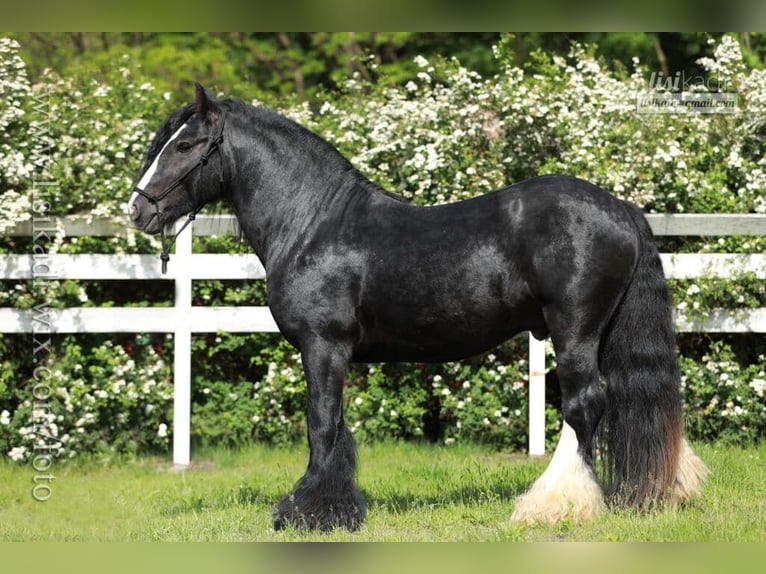 Cob Irlandese / Tinker / Gypsy Vanner Stallone 1 Anno 145 cm Morello in Buk