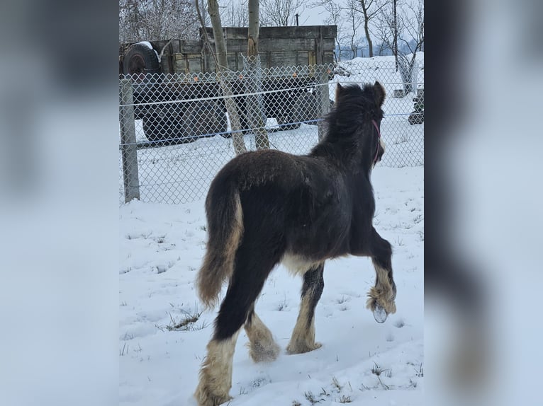 Cob Irlandese / Tinker / Gypsy Vanner Stallone 1 Anno 145 cm Morello in Buk